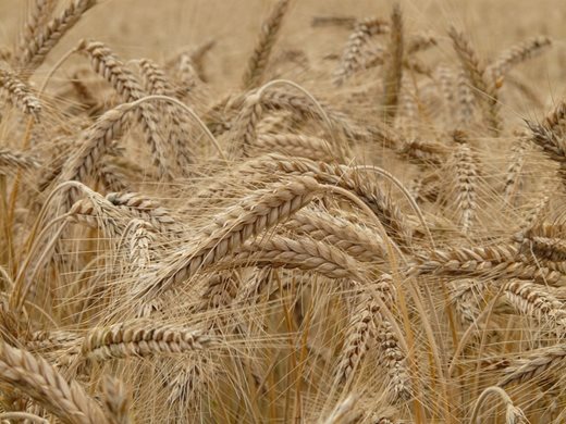 World Grain: България отбелязва рекордна реколта на пшеница