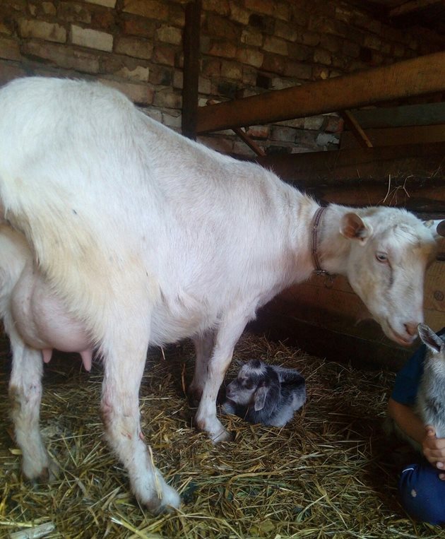 В пиковите лактационни периоди млеконадоят на средностатистическа коза достига 4 л
