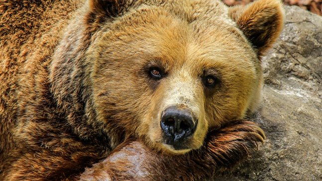 Тригодишен оцеля два дни сам в гората при минусови температури, мечка го спасила