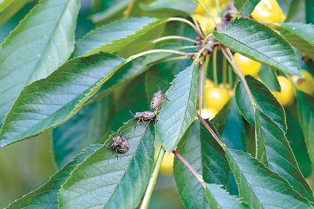 Halyomorpha halys възрастен индивид