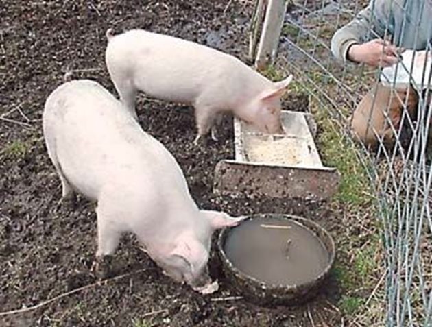 При правилно хранене на 2-2,5-месечна възраст осиротелите прасета ще тежат 25 кг