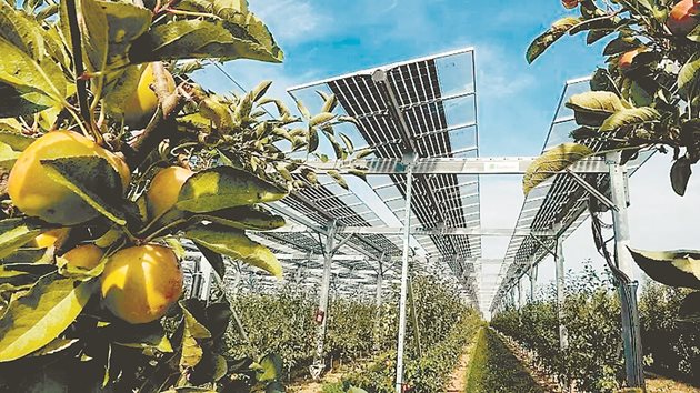 Слънчеви панели, инсталирани над органична овощна градина в Гелсдорф, Германия, осигуряват сянка за плодовете.
