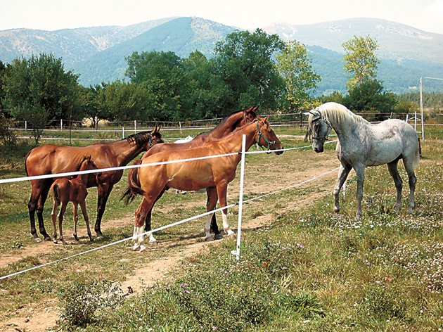 Повечето собственици на коне работят на две места, за да ги издържат