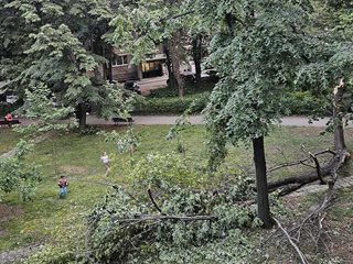 Дърво рухна до играещи деца в пловдивски парк, момченце плаче (снимки)