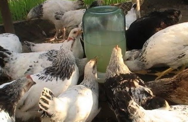През пролетта е важно да не допускате авитаминоза при кокошките си
Снимка: YouTube