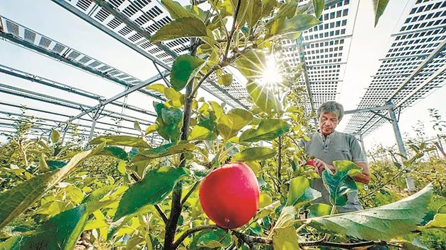 Изследователят Юрген Цимер проверява ябълки под слънчеви панели, инсталирани над биологична овощна градина в Гелсдорф, Германия.