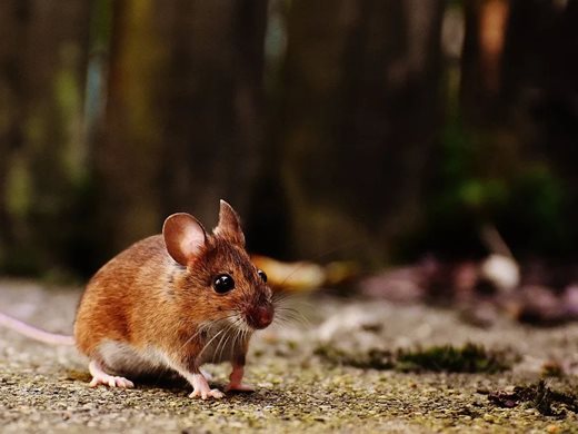 Учени откриха защо е различно поведението на мъжки и женски мишки
