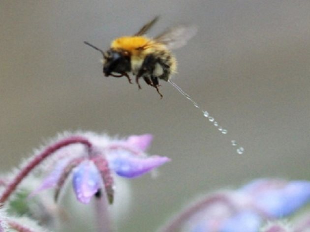 Количеството пикочна киселина, което изхвърлят пчелите, е много малко, така че е рядкост да се види - и изображенията, които улавят момента, са още по-редки. Снимка Марк Парот