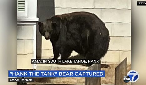 Заловиха мечка, системен взломаджия в домове в Калифорния (Видео)