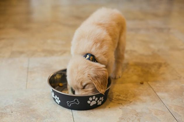 Много често недостигът на белтъчини, желязо, калций или витамини от В-групата в менюто на куче, ненавършило година, води до извратен апетит