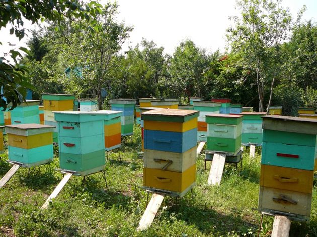 Когато разполагате пчелина, размерът на площадката за кошерите зависи от броя на пчелните семейства, които смятате да отглеждате.