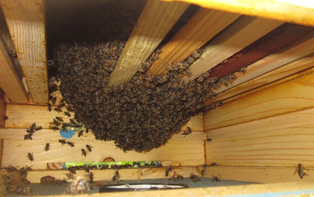 През есента обикновено няма много паша и е добре пчеларят да си подхранва пчелите - по малки дози и с вода (чай от подъбиче против диария), само да стимулира майката. Снимка YouTube