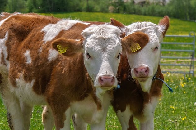Проектът има за цел да контролира допълнителни здравни характеристики на 80 000 говеда и да ги оцени заедно с генетичния им профил и генетичния маркер.