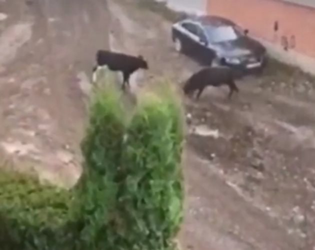Два огромни бика тероризират жители на столичния кв. „Лозенец” КАДЪР: Нова тв