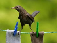 Стартира онлайн конкурс за избор на птица символ на София
