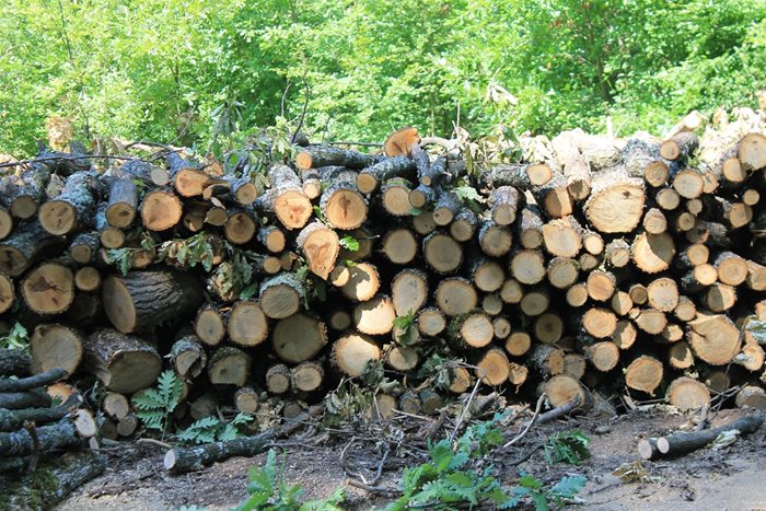 За промени в Закона за горите от ГЕРБ и ПП искат да се гарантират за домакинствата дървата за огрев през зимата.