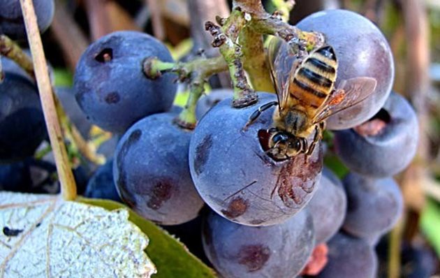 Пчелите принасят сладък сок от повредените от осите или напукани и паднали зърна от гроздето