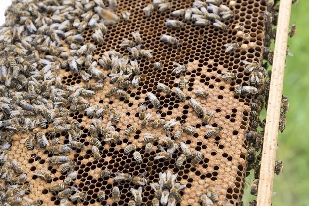 Добре е използването на восъкоотделянето на пчелите да се съчетае с воденето на борбата срещу вароатозата