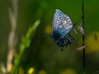 Пеперудата, която си мислеше, че все още е гъсеница