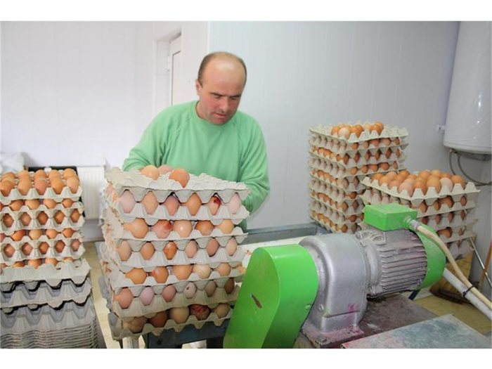 Яйцата от щастливите кокошки могат да се продават на пазара, а тези от нещастните трябва да станат на яйчен прах. 
СНИМКИ: ВАЛЕНТИН ХАДЖИЕВ
