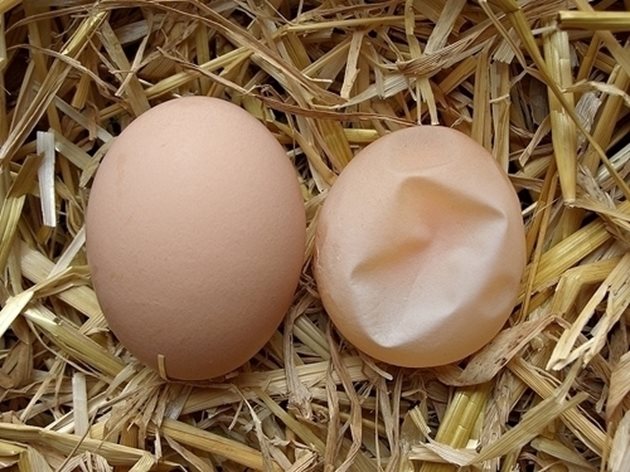 Не хранете кокошките си само със зърнени фуражи, за да не започнат да снасят меки яйца