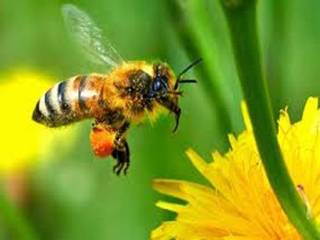 Непрекъснато напомняме основното правило в пчеларството:Подготовката на пчелните семейства за следващата година трябва да започне веднага след главната паша!