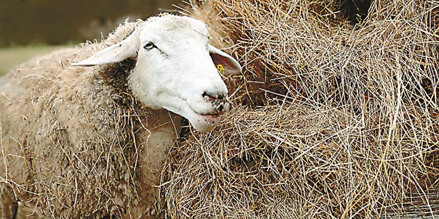 Ако някоя от овцете ви получи диария, давайте само сено и вода и търсете ветеринарен лекар