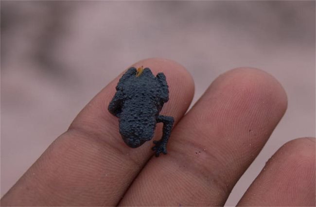 Жаба, която живее на планината Рорайма.