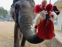 Слониците Луиза и Фрося раздават мартеници в зоопарка в София
