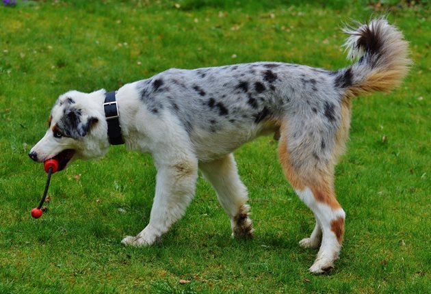 Играчките за дърпане не са опасни за кучетата, но трябва да се избягват, когато кучетата имат проблеми с врата, гърба или дискова херния.