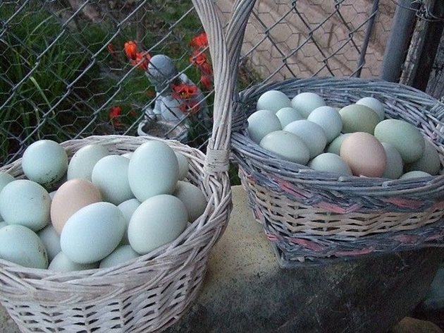 Основната причина за разпространението на екзотичната порода Араукана е снасянето на яйца със синкаво-зеленикава черупка