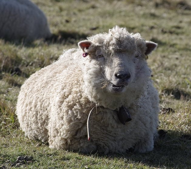 Учени от университета на Сидни оплодиха 56 мериносови овце със сперма на 50 години и 34 от тях забременяха. Снимка Pixabay