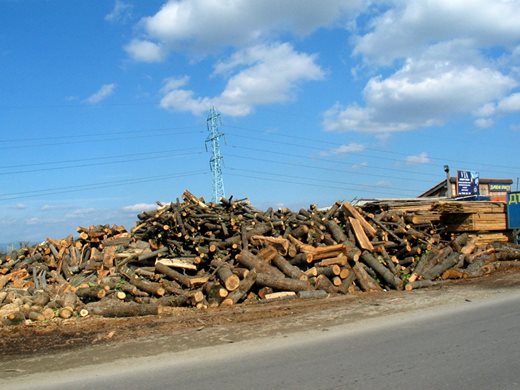 15 кубика евтини дърва за зимата от държавни и общински гори, но нe могат да се продават (Обзор)