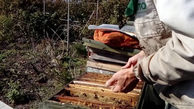Без качествените си различия есенните пчели не биха преживели зимните месеци и ще загубят възможностите си да отгледат първото поколение пчели през пролетта.