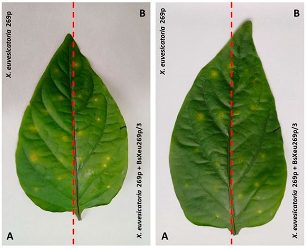 (A) Лист на растението пипер (Capsicum annuum L., cv. Софийска капия), заразено с X . euvesicatoria (B) Същият лист с намалени видими симптоми след третиране с бактериофага BsXeu269p/3.