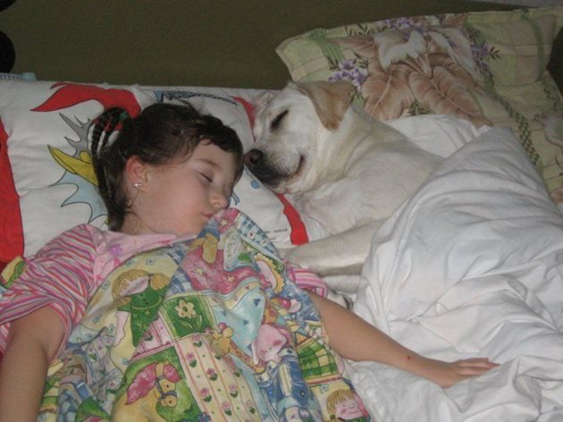Не позволявайте кучето да привиква да спи в леглото. После вече не може да го изгоните оттам.
