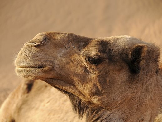 Учени от ОАЕ имунизират камили срещу коронавируса