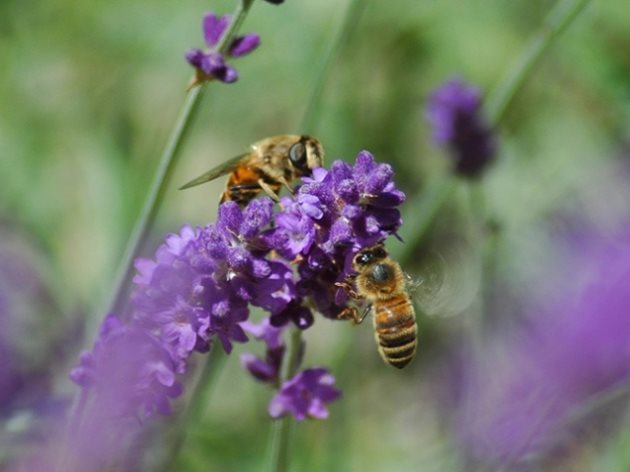 Изследователите предполагат, че всички пчели имат вродени предпочитания за някои аромати. Експериментите показват, че  флоралните миризми действат като апетитни сигнали за пчелите.