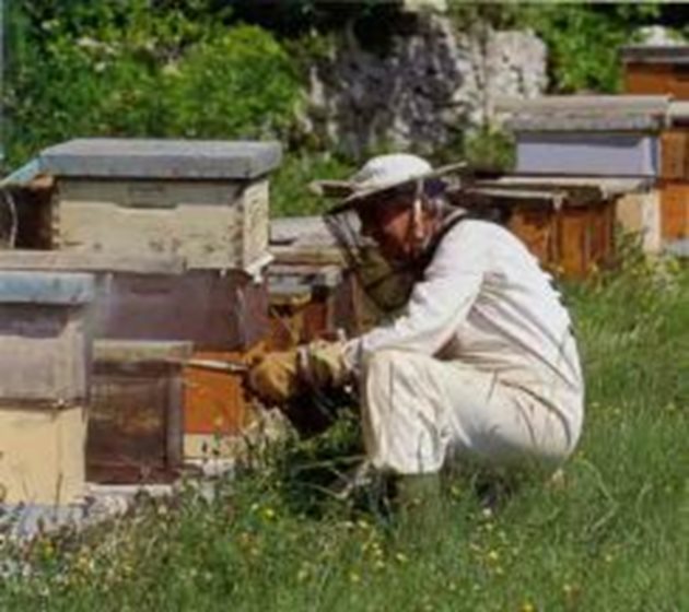 При липса на пити с мед за подмяна на пчелните семейства се дава центрофугиран мед или гъст захарен разтвор (3:2) в големи количества – 3-4 литра наведнъж на всяко семейство.