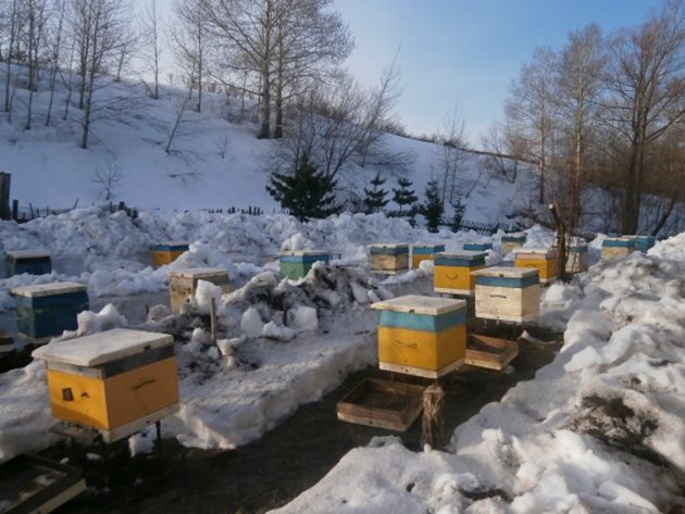 Питите на нуклеусните семейства трябва да бъдат добре покрити с пчели и да имат не по-малко от по 1,5-2 кг мед или общо 6-8 кг мед.