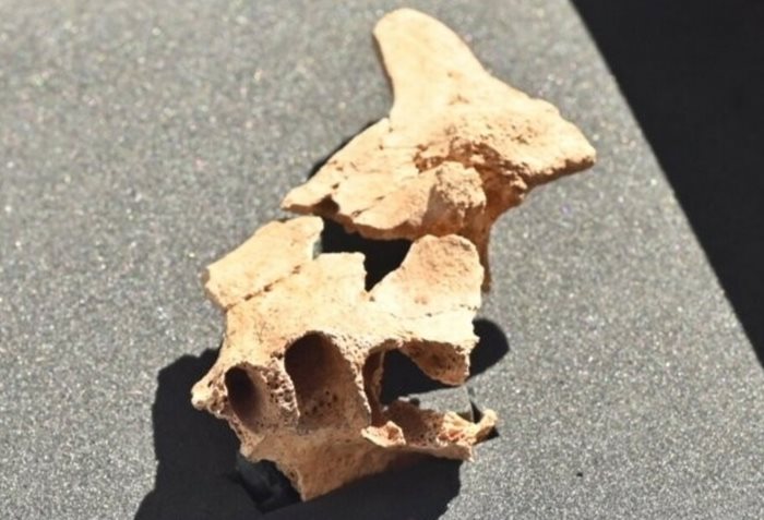 Испански палеонтолози са открили вкаменелост от лице на хоминид, чиято възраст вероятно е около 1,4 милиона години
Снимка: Фейсбук на изследователския екип на Атапуерка (Equipo de Investigacion de Atapuerca)