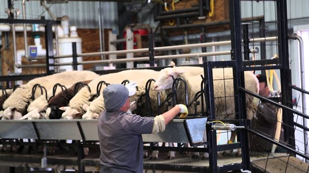 В стадото не всички овце са с еднаква млечност, затова трябва да се правят контролни индивидуални замервания
