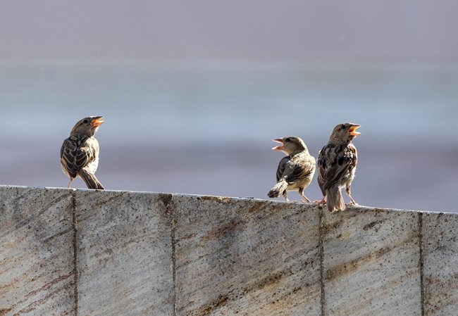 Птиците пеят по-хихо и секси заради пандемията Снимка: Пиксабей