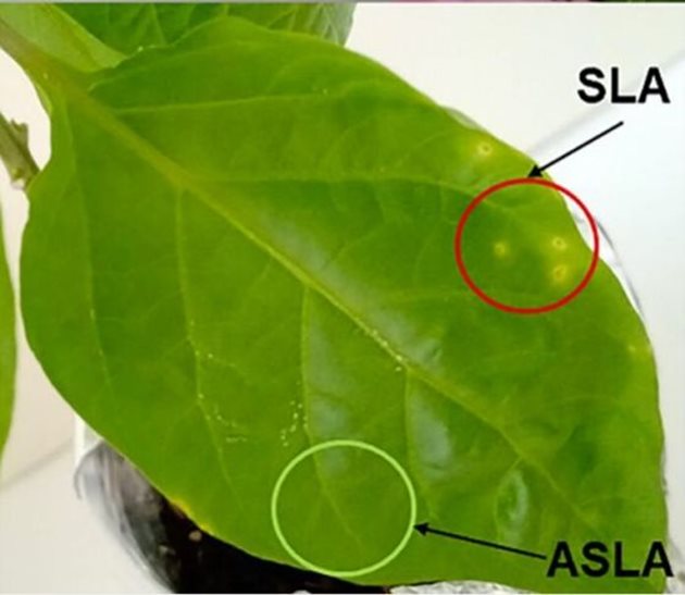 Симптоматична (SLA) и асимптоматична листна площ (ASLA) на заразени растения пипер (Capsicum annuum L., cv. Софийска капия). Кредит: Brankova L. et al
