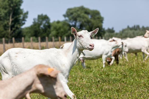 Най-често при козите чумата по дребните преживни животни протича свръхостро
