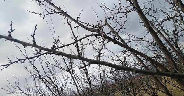 Пъпки на сливи във фаза набъбване в с. Багренци, Кюстендилско 
Снимка: Милен Георгиев