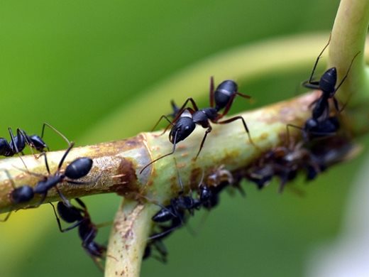 Вид мравки произвежда животоспасяващи антибиотици за лечение на инфектирани рани