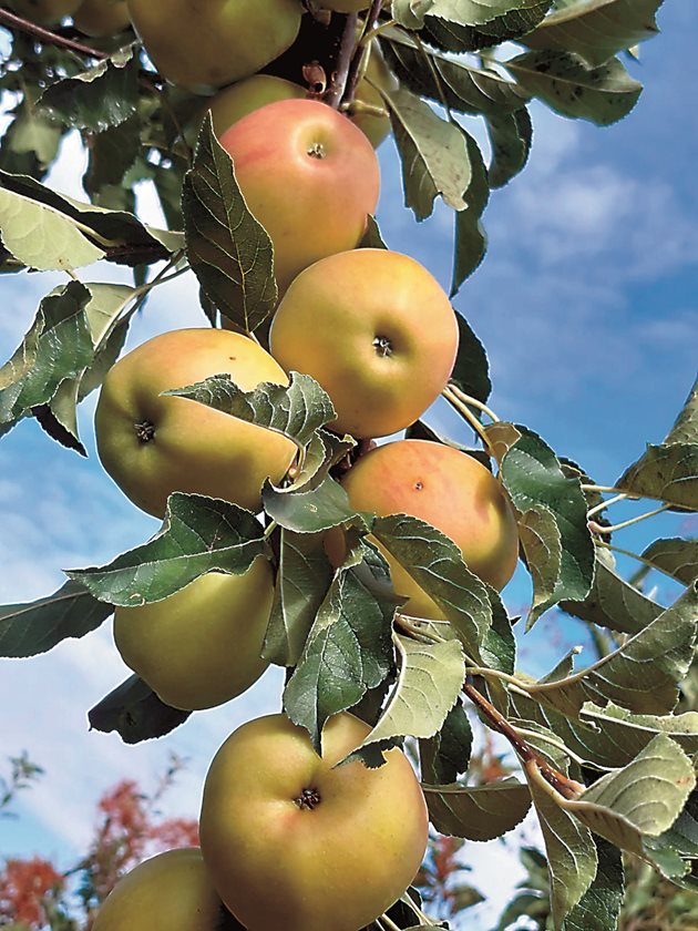 Калцият предотвратява развитието на горчиви ядки по ябълките
