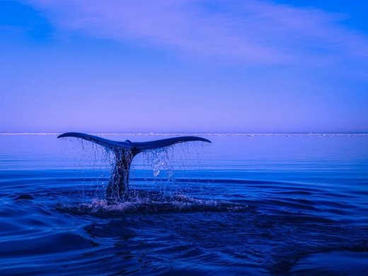 Ново изследване: Ако китовете са повече, ще има повече кислород и риба