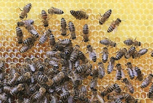 Старите пчелари казват, че когато внезапно изчезне пчелната майка от кошера по една или друга причина (понякога по небрежност на пчеларя), пчелното семейство е осиротяло. Пчелите в кошер без майка не са така активни и са неспокойни и агресивни, въртят се отпред по прелката и при отваряне на кошера се забелязва как треперят и си дигат нагоре коремчетата, а при най-малкото чукване започват да жилят.